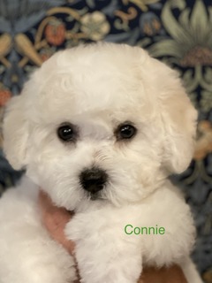 Connie.jpg
