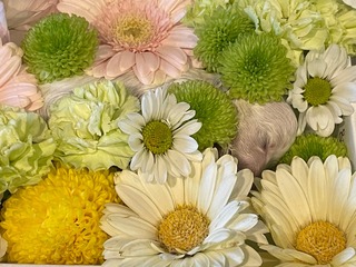 IMG_6988.jpg