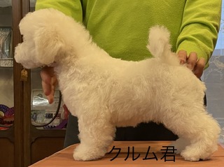 kurumu 1.jpg