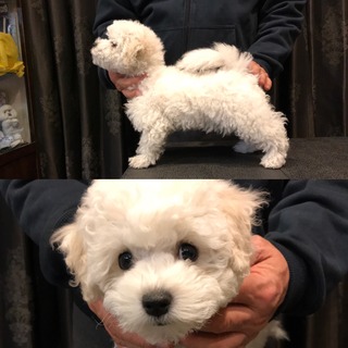 momo.JPG